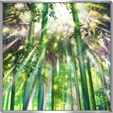 叢生の竹林